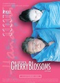 Cherry Blossoms