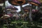 champignons de Alice au pays des merveilles