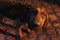 chien