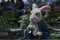le lapin blanc Alice