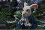 le lapin blanc Alice