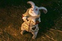 le lapin blanc soumis