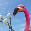 le flamant rose