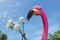 le flamant rose