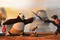 phot-de-kung-fu-panda-2-jpg