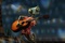 rango guitariste