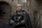 ron perlman