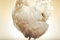 affiche teaser poule