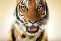 affiche teaser tigre