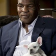 Mike Tyson