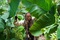 johnny depp dans la jungle