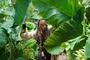 johnny depp dans la jungle