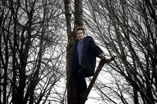 image 8 - Twilight - Chapitre 1 : Fascination