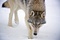 le loup du film