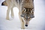 le loup du film