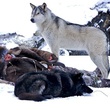 le loup et l homme