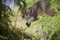 le loup
