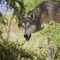 le loup - Loup 