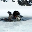 photo 13 du film loup