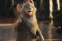 la souris guerri  re ripitchip