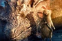 un dragon et une souris