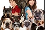 Affiche du film Palace pour chiens