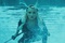 emily browning alias baby doll
