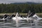 baleines Oceans
