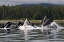 baleines Oceans