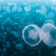 banc de meduses Oceans