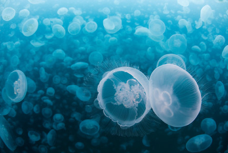 banc de meduses Oceans
