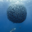 banc de poissons Oceans