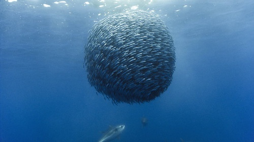 banc de poissons Oceans