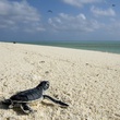 bebe tortue Oceans