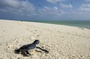 bebe tortue Oceans