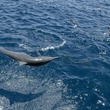dauphin Oceans