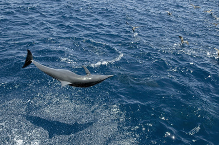 dauphin Oceans