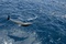 dauphin Oceans