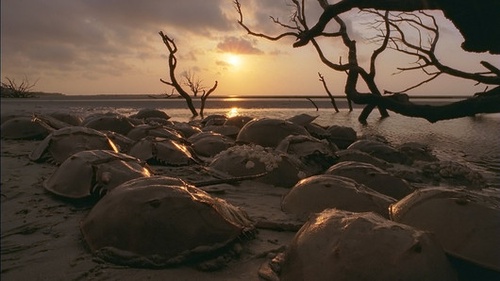 film Oceans