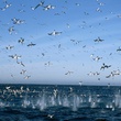 oiseaux Oceans