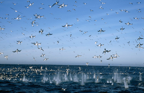 oiseaux Oceans