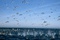 oiseaux Oceans