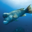 poisson osseux Oceans