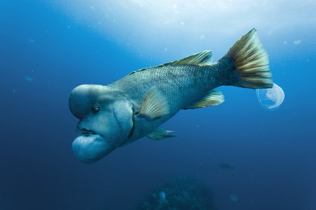 poisson osseux Oceans