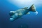 poisson osseux Oceans