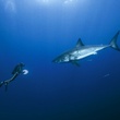 requin Oceans