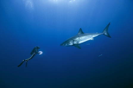 requin Oceans