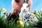 Affiche du film La Vie sauvage des animaux domestiques