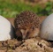 un h  risson - La Vie sauvage des animaux domestiques 