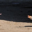 une oie et des cochons